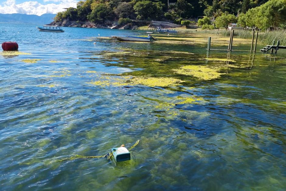 El microorganismo se nutre con el nitrógeno y los fosfatos de los abonos agrícolas, filtrados por las correntadas causadas por la lluvia hacia el lago. (Foto: Alfonso Guárquez)