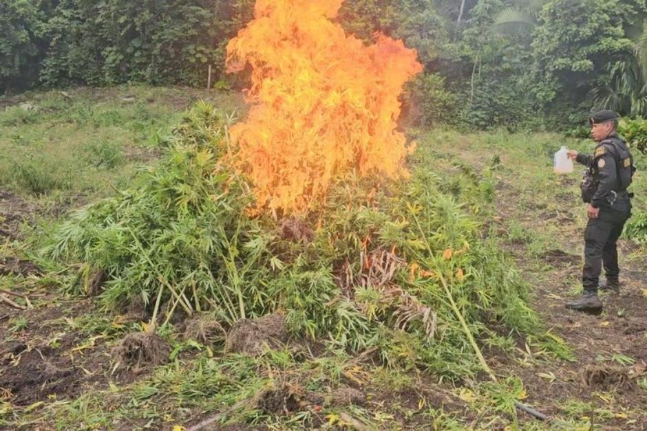Agentes antinarcóticos realizaron la destrucción de la plantación ilegal. (Foto: PNC)
