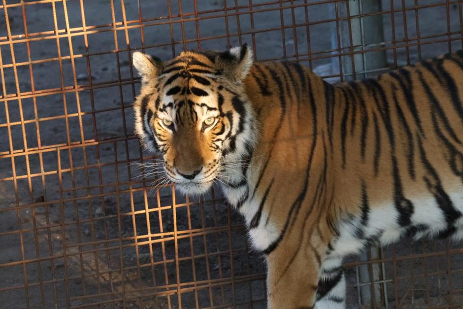 Los felinos fueron llevados de manera temporal a un recinto en Zacapa. (Foto: CONAP)