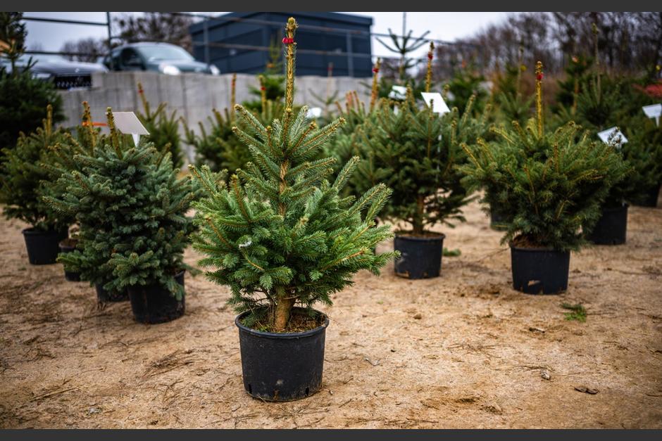 Los árboles de Navidad pueden reciclarse. (Foto: Shutterstock)