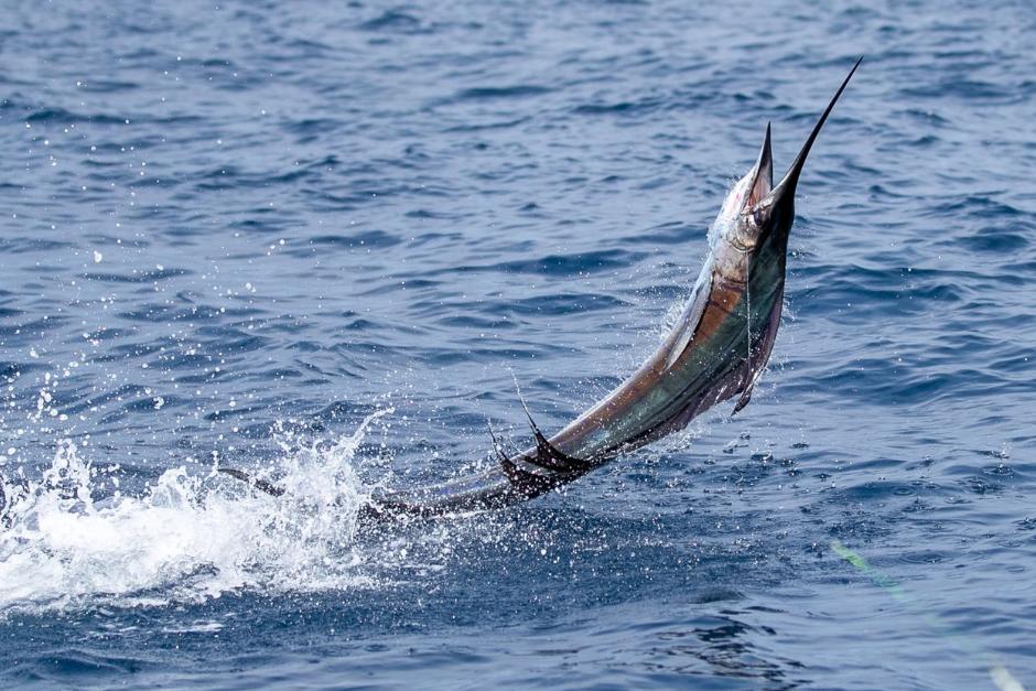 Guatemala es considerado La Capital Mundial de Pez vela, por sus excelentes condiciones para la práctica de este deporte. (Erick Velásquez / Asociación Nacional de Pesca Deportiva de Guatemala)