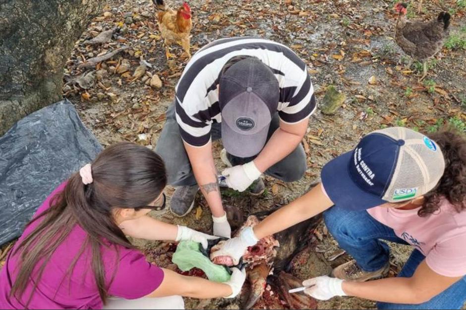 Un equipo del MAGA llevó a cabo un procedimiento sanitario para prevenir emergencias posteriores. (Foto: MAGA / Soy502)