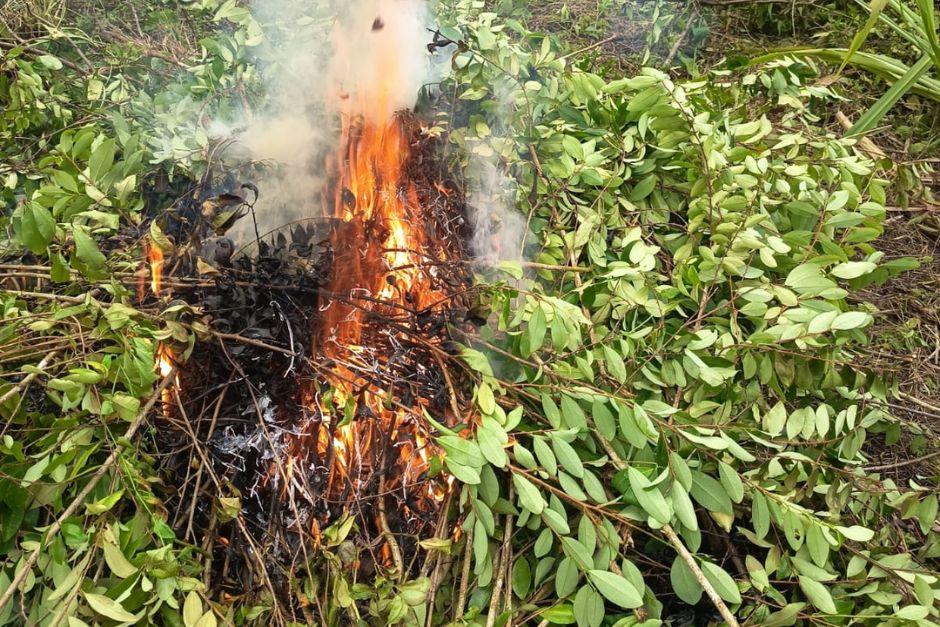 Más de 12 mil arbustos de hoja de coca fueron hallados en la plantación. (Foto: PNC)