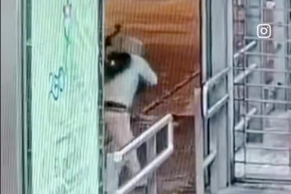 El responsable ha sido identificado y las autoridades realizaran las acciones necesarias. (Foto: Captura de video/Amilcar Montejo)