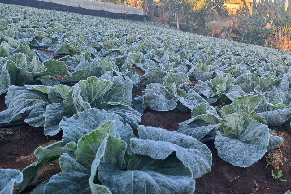 Las siembras han sufrido daños y pérdidas ante las heladas provocadas por las bajas temperaturas en el país. (Foto: Meteorología GT)