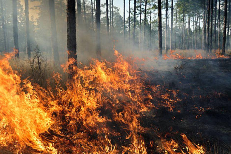 Los menores regresaban a sus viviendas tras haber salido de estudiar, cuando fueron alcanzados por un incendio forestal. (Foto ilustrativa: istock)