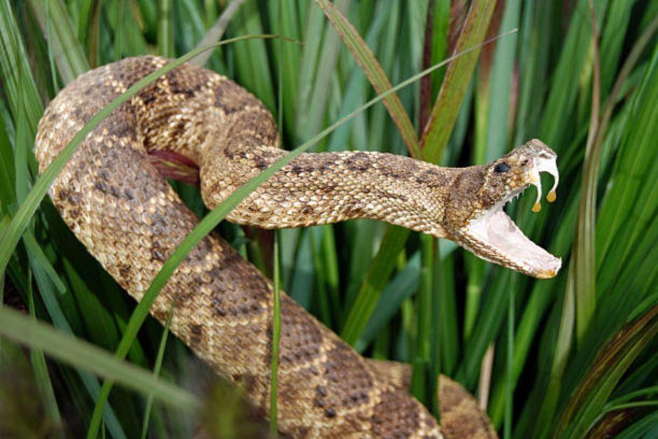 La serpiente de cascabel habría ingresado a la vivienda en donde se encontraba la menor. (Foto ilustrativa: istock)