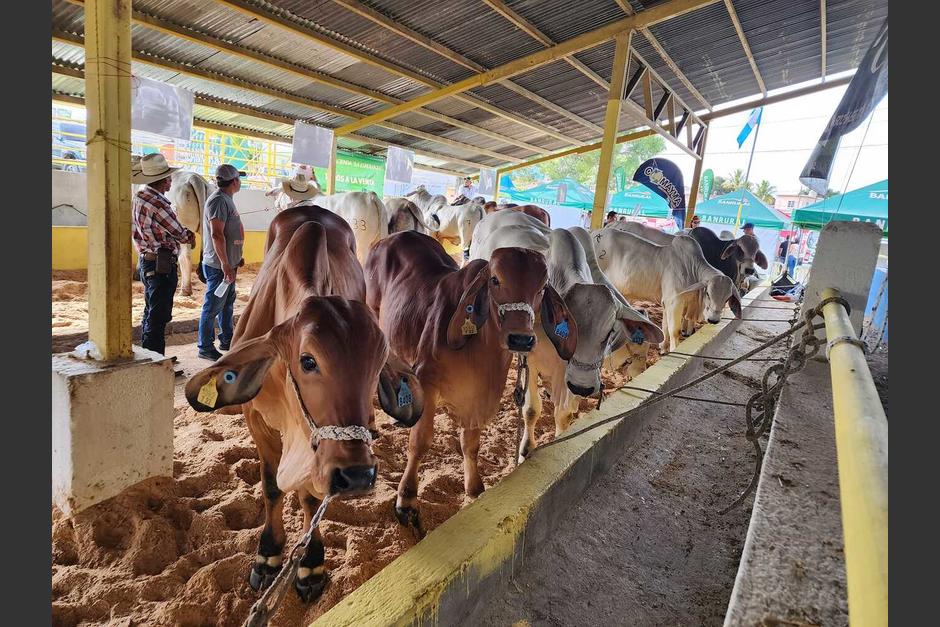 Variedad de ganado bovino es expuesto durante diversas actividades en el oriente. (Foto: Cámara de Lecheros de Guatemala)