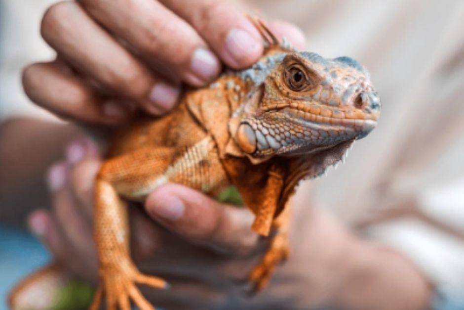 El consumo de carne de especies como cocodrilo, lagarto, pejelagarto, iguana y pez vela se eleva en esta época. (Foto: Shutterstock)
