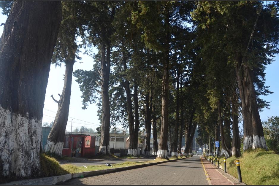 Así luce en la actualidad la alameda Cuache. (Foto: Josué Ardeano/Colaborador)