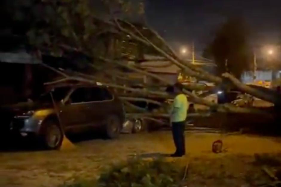 Dos vehículos resultaron afectados luego que el árbol cayera. (Foto: Captura de video)