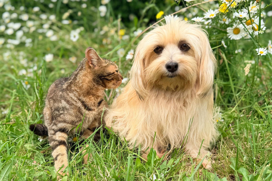Es posible la convivencia entre perros y gatos, así puedes conseguirlo. (Foto: Pexels)