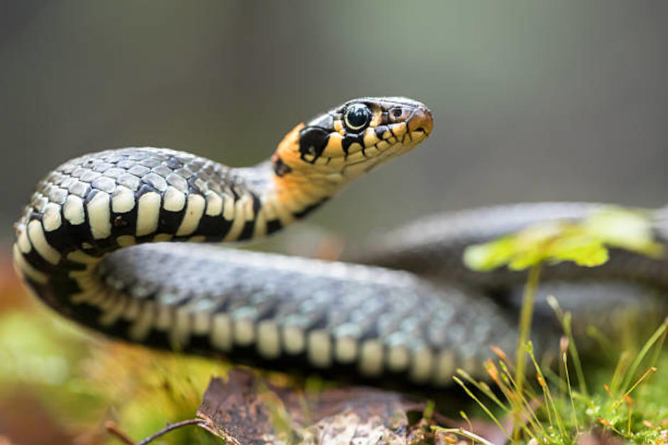 La serpiente ingresó a una vivienda y alarmó a una familia. (Foto ilustrativa: iStock)