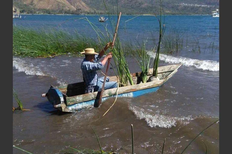 El tul fue utilizado como materia prima para elaborar canastos y petates. (Foto: Alfonso Guárquez/Colaborador)