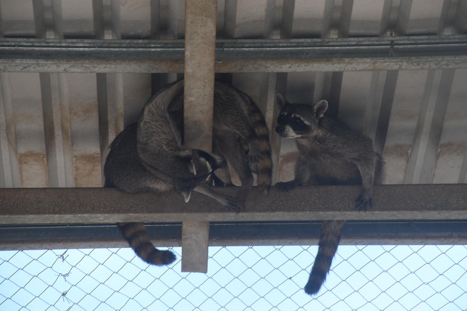Los mapaches son distinguidos por una máscara negra a través de sus ojos. (Foto: Juan Carlos Aquino/Colaborador)