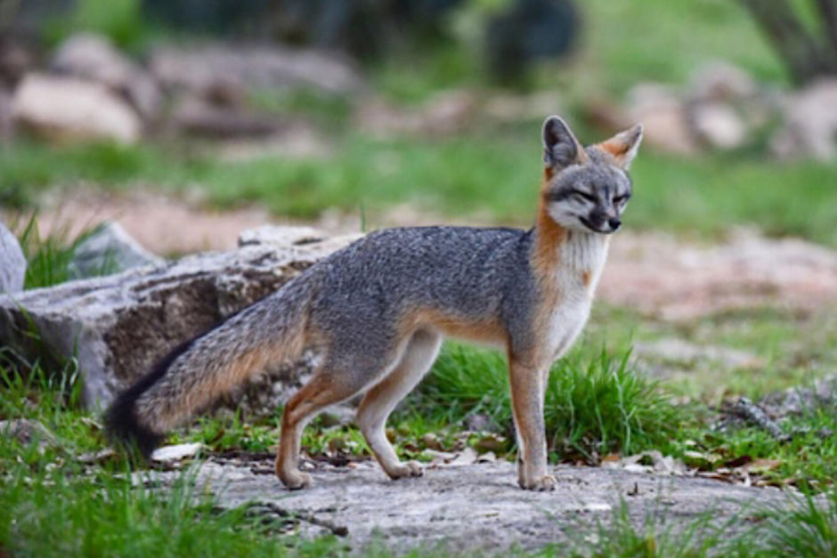 Un zorro gris fue encontrado en plena ciudad. (Foto ilustrativa: enciclovida.com)