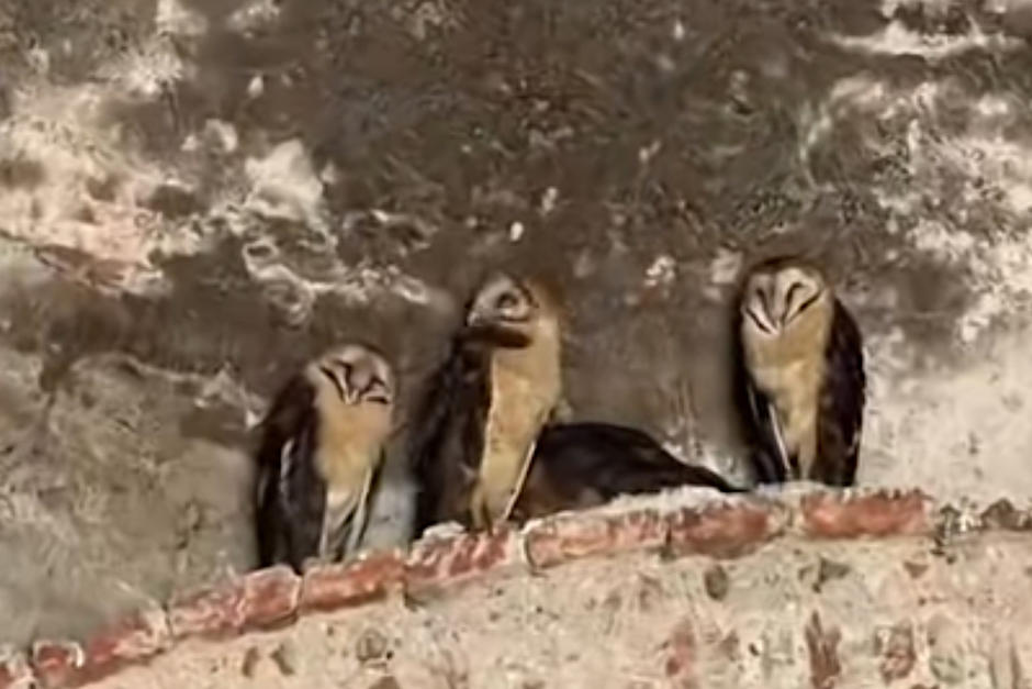 Una familia de lechuzas es captada en una de las ruinas de Antigua Guatemala. (Foto: Jinny Coreana)