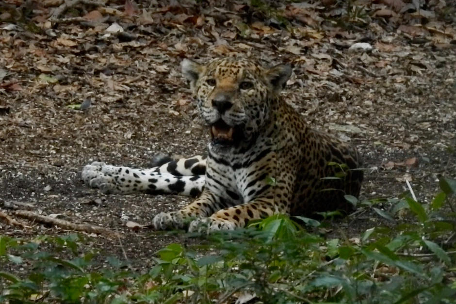 El pequeño jaguar ha enamorado a los seguidores de Francisco Asturias. (Foto: Francisco Asturias)