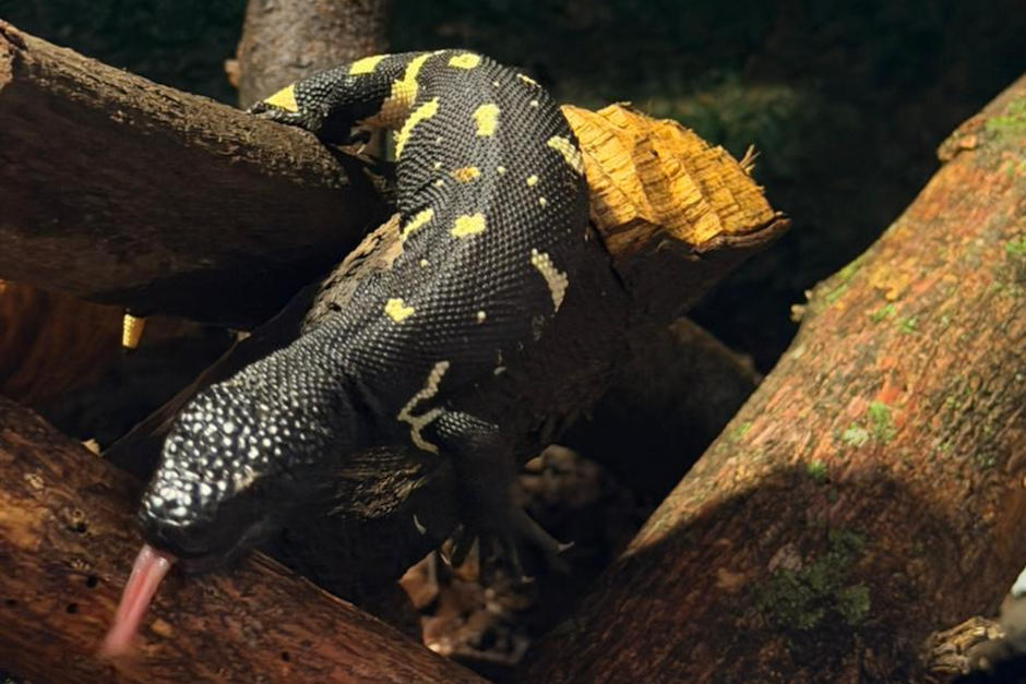 Esta especie está en alto peligro de extinción. (Foto: Zoo La Aurora)