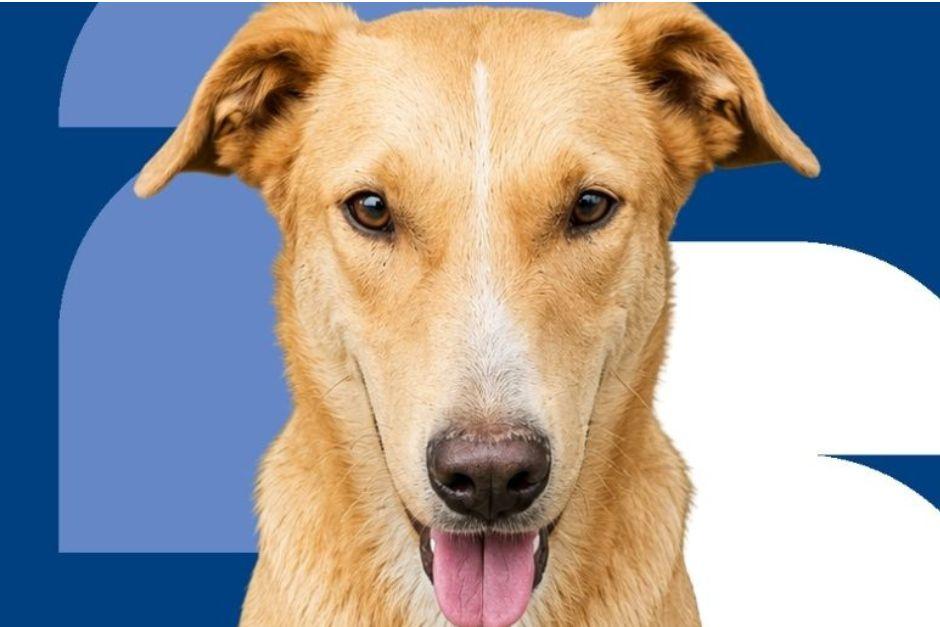 Conoce a este y otros perritos que buscan una familia. (Foto: MAGA)