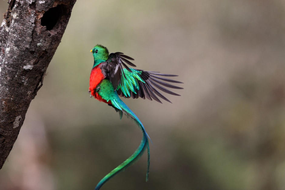 El canto del quetzal sorprende a visitantes. (Foto: AFP)