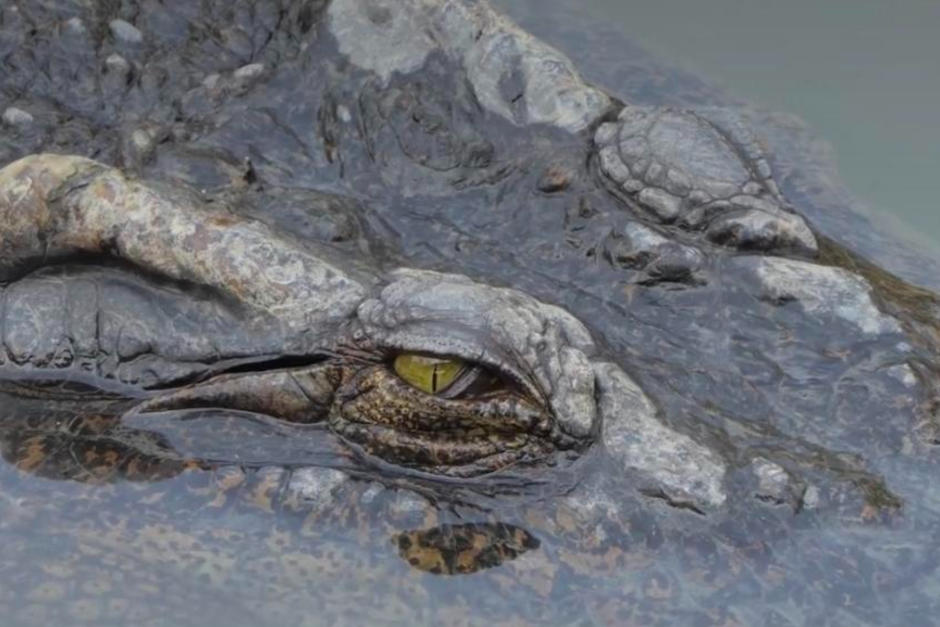 Los restos de un ejemplar de cocodrilo fueron encontrados. (Foto ilustrativa: Conap)