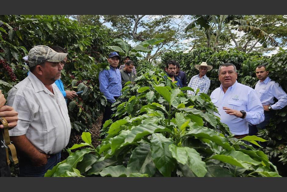 El café de Santa Rosa y Huehuetenango es de los mejores del país. (Foto: Anacafé)