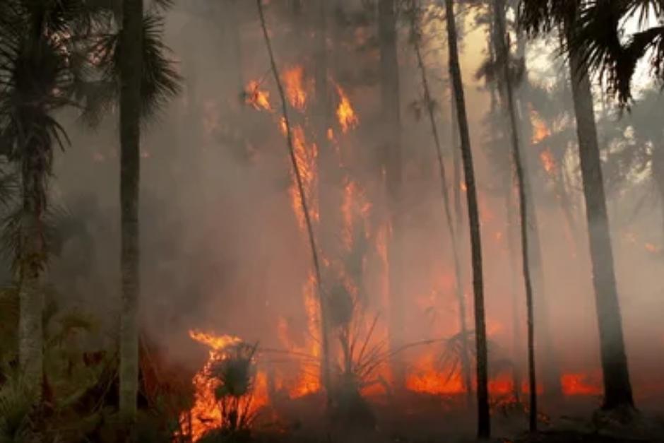 Autoridades localizaron los cuerpos de los dos brigadistas forestales que murieron mientras participaban en labores para sofocar un incendio. (Foto ilustrativa: Shutterstock)