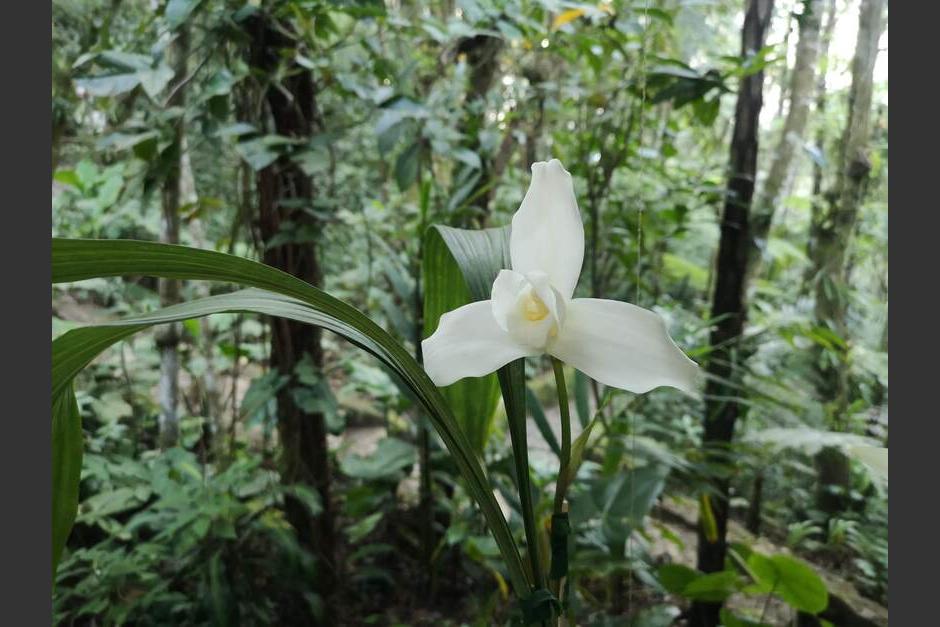 La flor nacional sobresale entre cientos de ejemplares cuidadosamente cultivados. (Foto: Irma Tzí/Colaboradora)