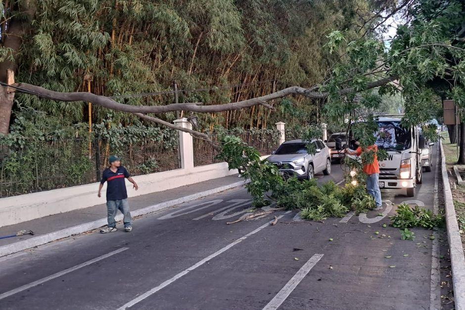 La rama ha obstaculizado el tránsito en un sector de la zona 10. (Foto: PMT)