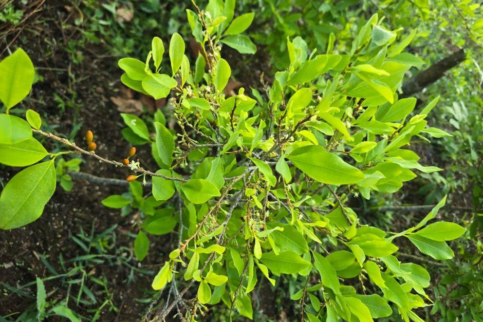 La plantación fue erradicada por las autoridades, en Alta Verapaz. (Foto: PNC)