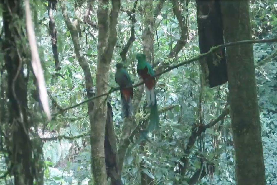 Las pareja de quetzales quedaron grabadas en el Refugio del Quetzal. (Foto: Captura de video del Conap)