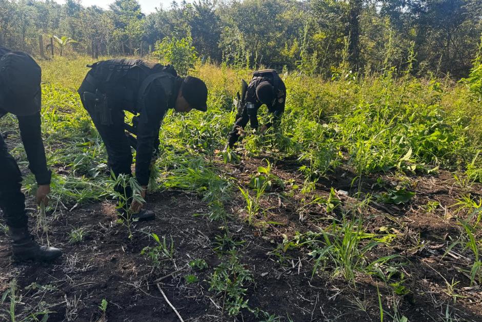 Agentes de la SGAIA localizaron más de 19 mil matas de marihuana, las cuales fueron erradicadas. (Foto: PNC)