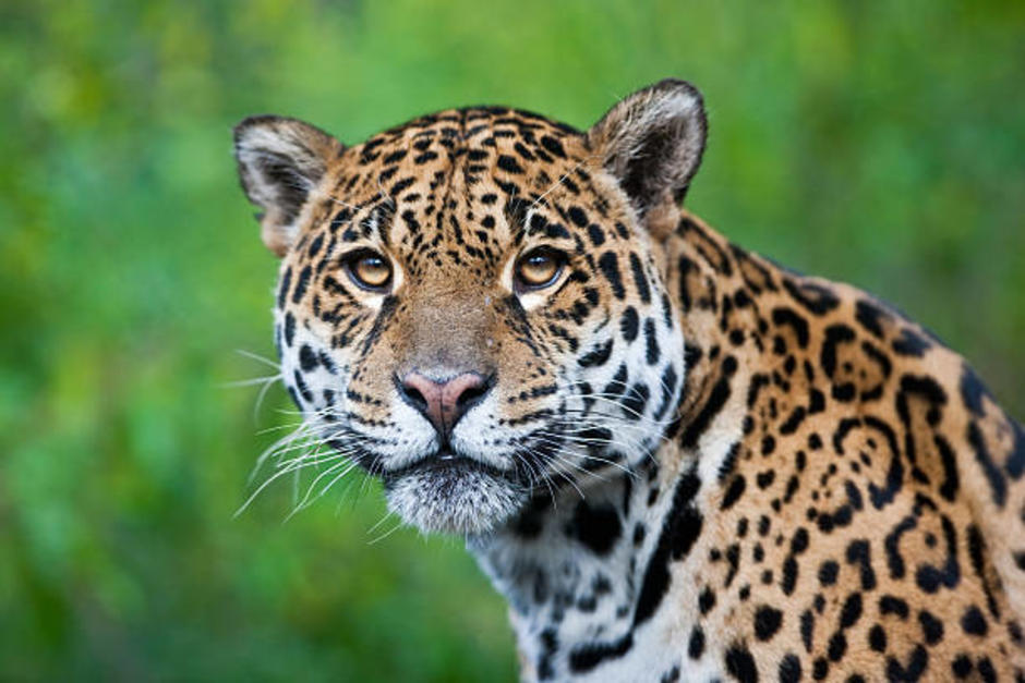 El jaguar se encontraba paseando por la carretera. (Foto ilustrativa: istock)