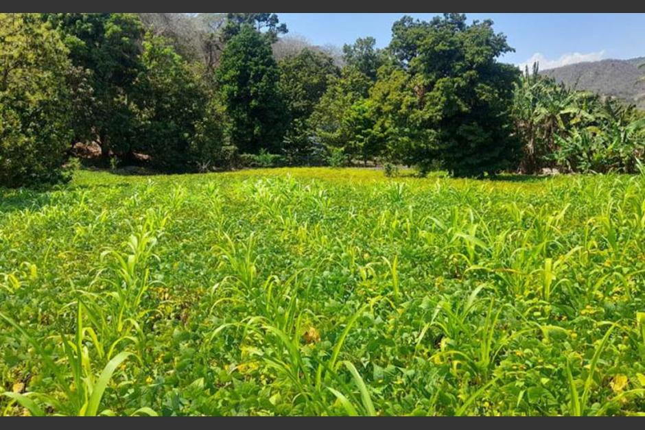 El Maga advierte que 175 municipios están en riesgo por lluvias y temperaturas. (Foto: MAGA)