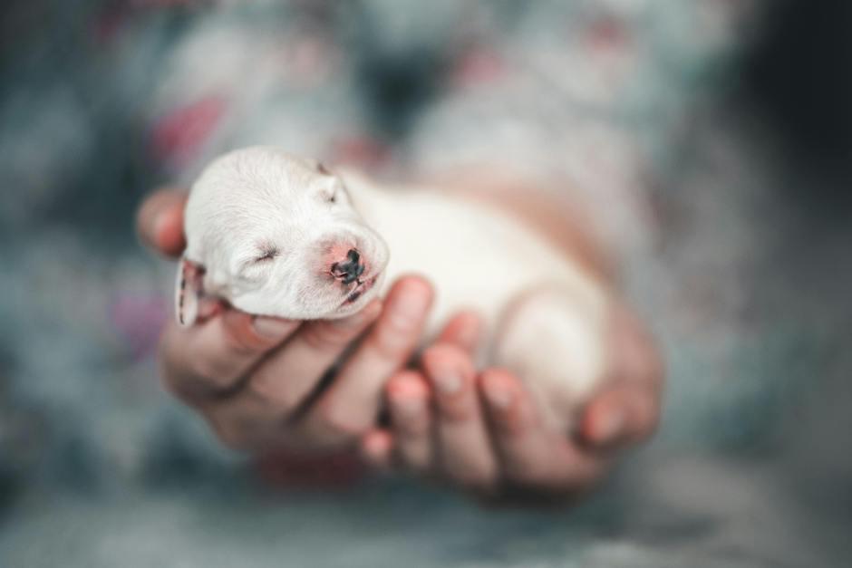 Estas señales podrían alertarte de que ya es tiempo de que tu mascota tenga a sus cachorros. (Foto: Pexels)