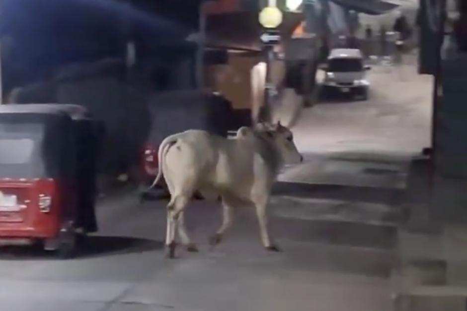 El bovino casi logra dañar a una persona en la vía pública. (Foto: Captura de pantalla)