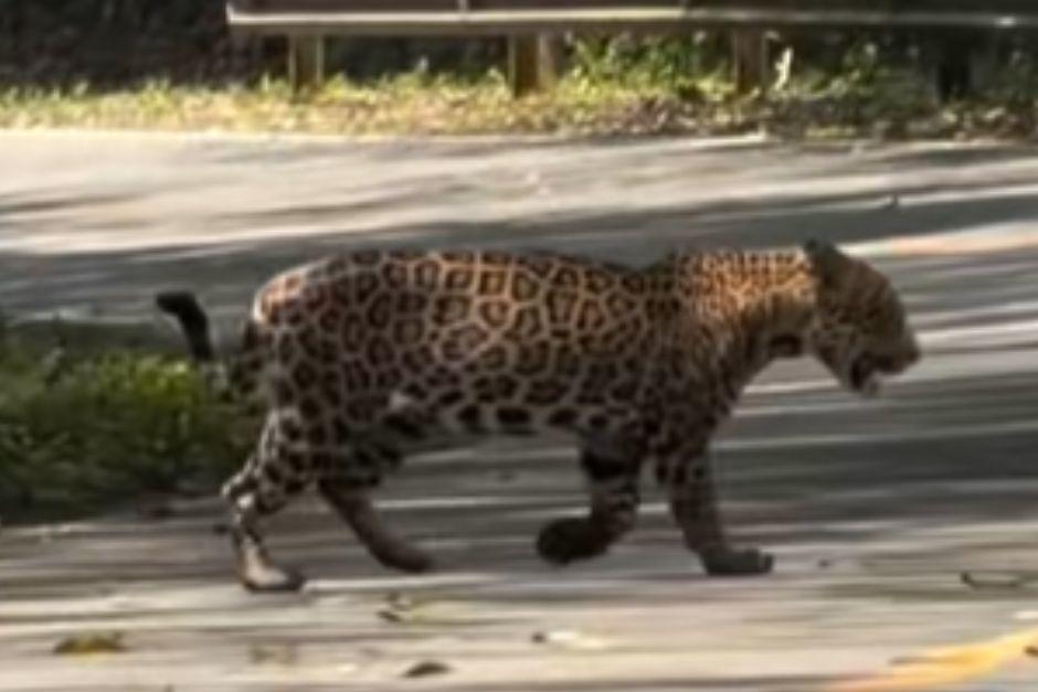 El felino fue captado cruzando la calle.(Foto: Captura de pantalla)