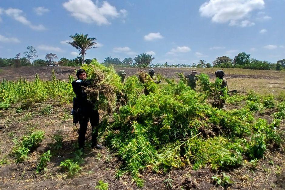 En la plantación se encontraban más de 20 mi matas de marihuana. (Foto: PNC)