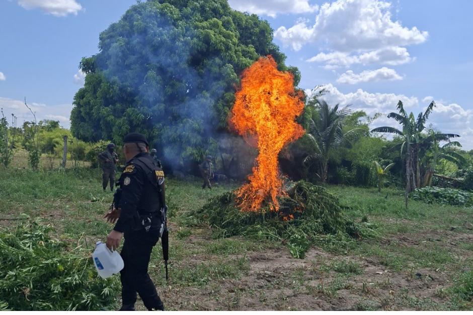 Las matas de marihuana fueron evaluadas en aproximadamente Q14 millones (Foto: Ministerio de Gobernación)