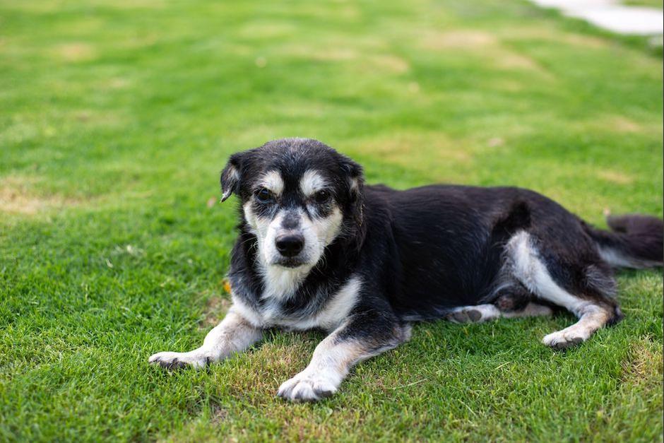Además de la raza toma en cuenta que el estado de salud de tu perrito depende de los cuidados que le des. (Foto: Pexels)