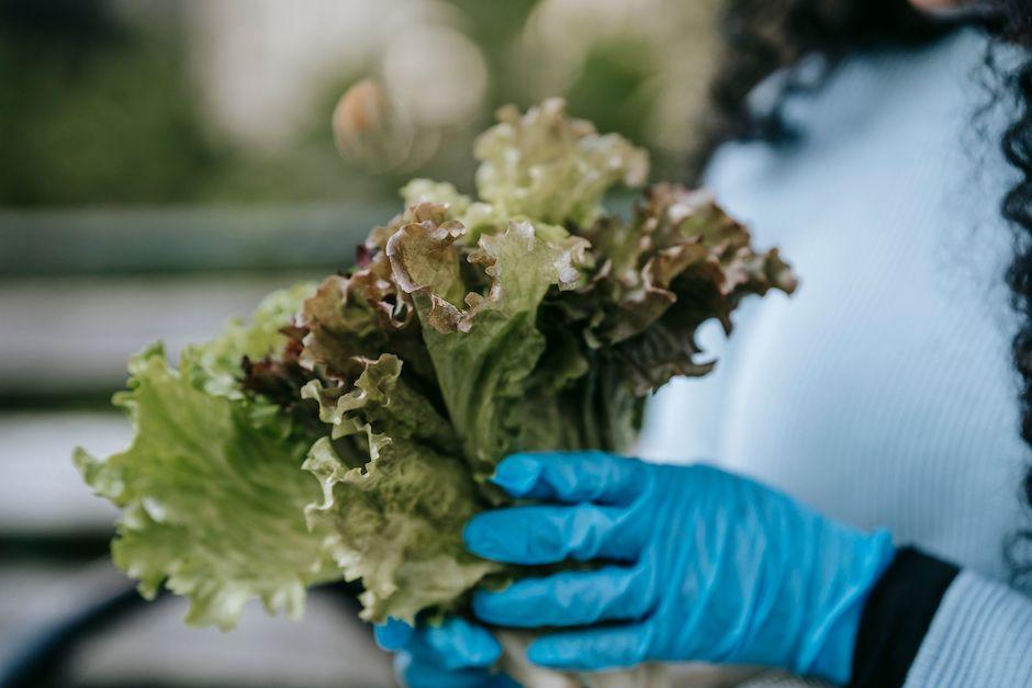 Encuentran la fuente de la lechuga contaminada. (Foto: Pexels)