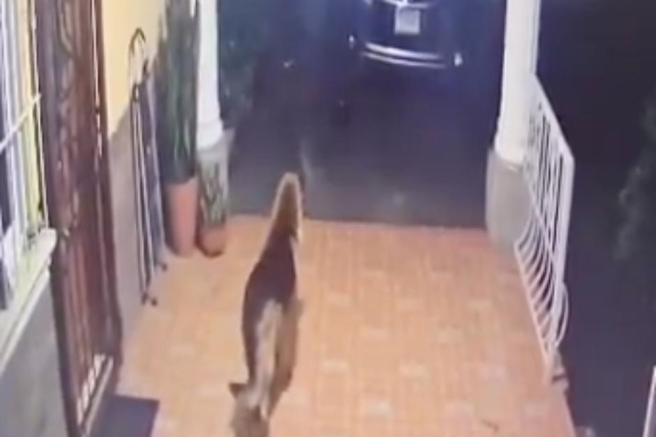 El perro perdió la vida debido a la herida provocada. (Foto: Captura de video)