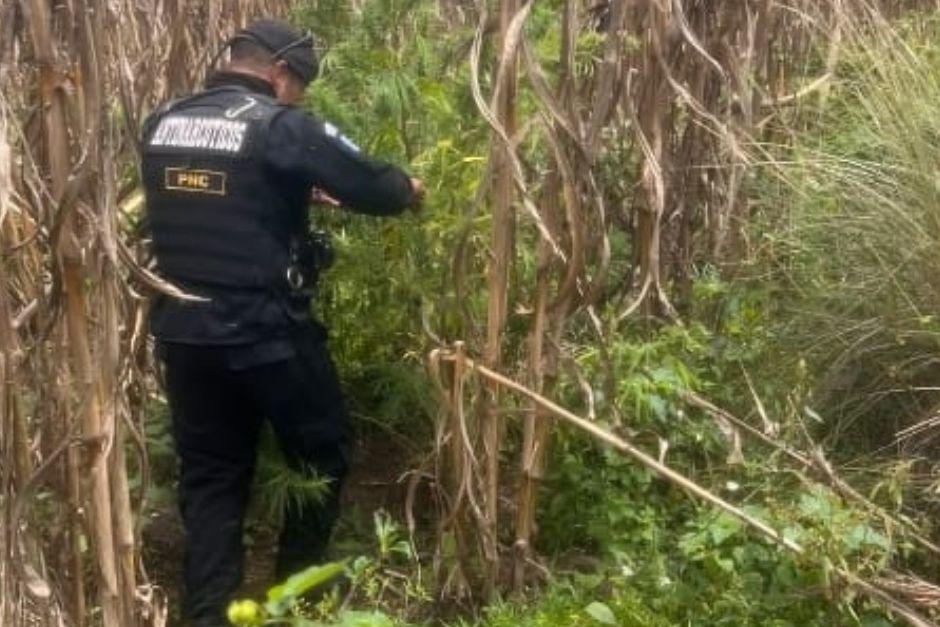 Las autoridades procedieron a erradicar las plantaciones ilegales tras su descubrimiento. (Foto vía: Policía Nacional Civil)