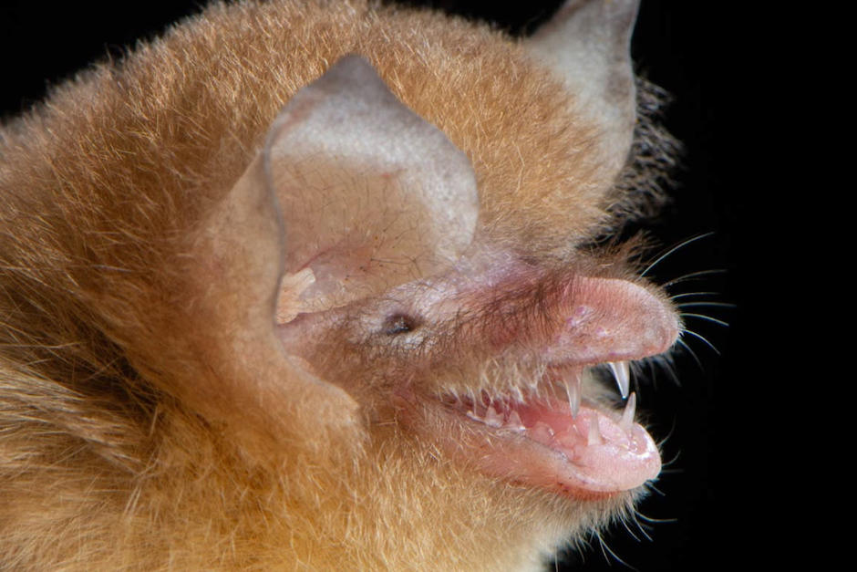 La especie Natalus lanatus ese encontró en Guatemala. (Foto: Defensores de la Naturaleza)