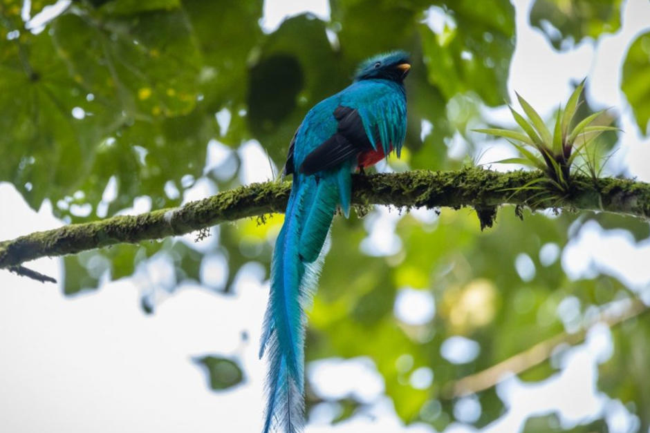 Un quetzal fue captado en Atitlán, emocionando a los observadores de aves. (Foto: Conap)