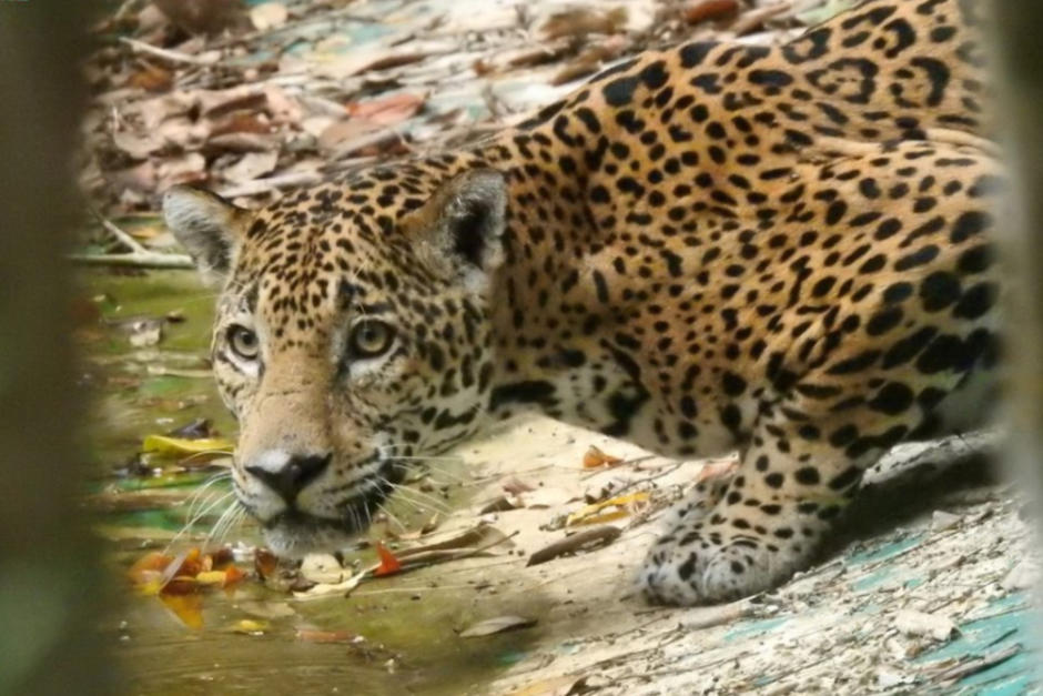 Un ejemplar fue captado mientras se movía con su presa en el hocico. (Foto: Conap)