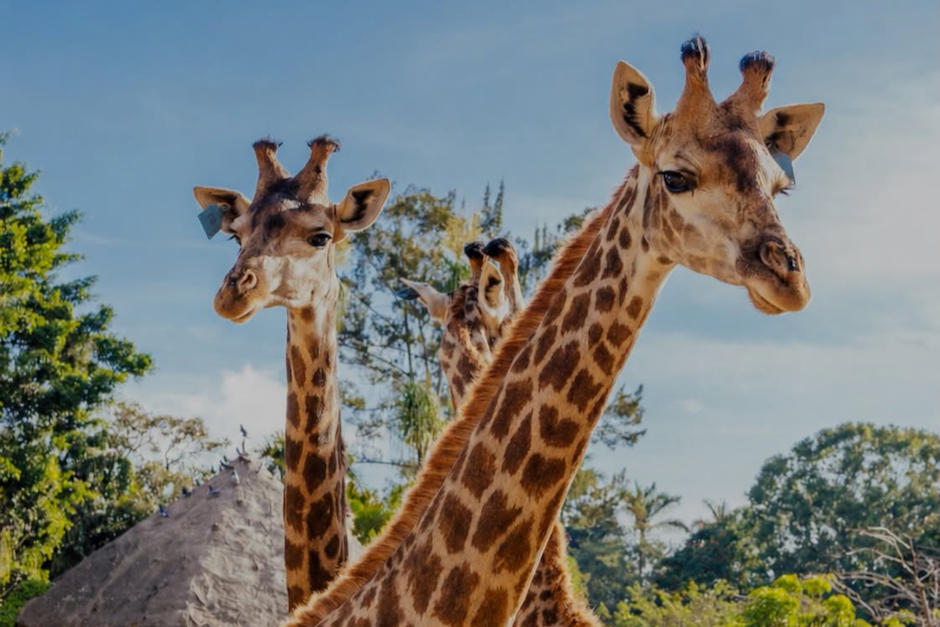 Zoologico La Aurora presenta su "Curzoo de vacaciones" para los pequeños. (Foto: Zoológico La Aurora)