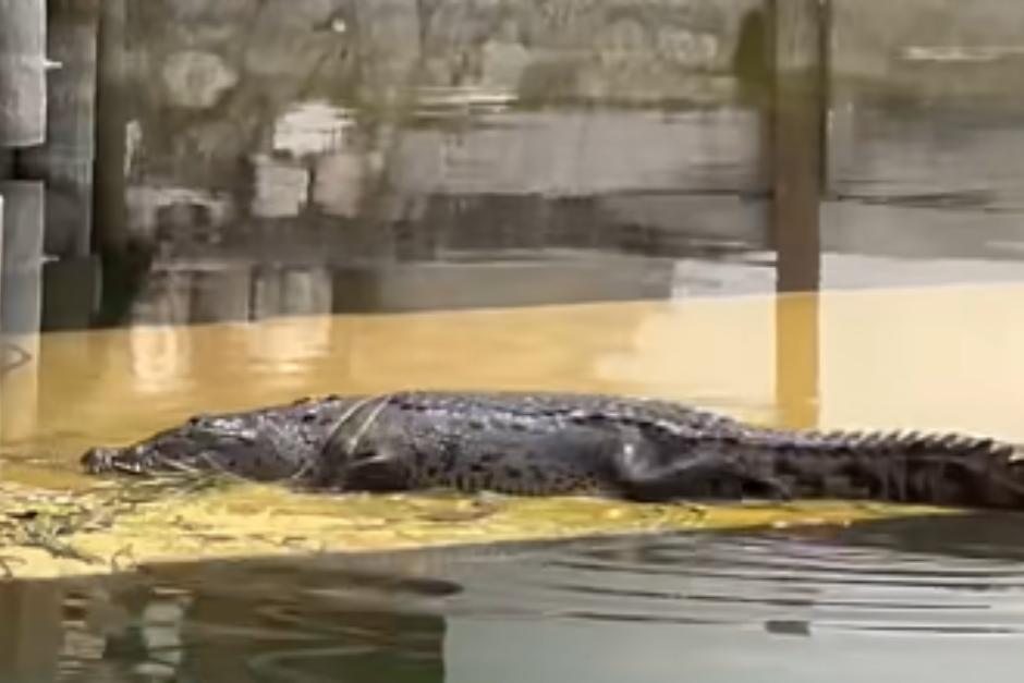El video documentó cómo un ejemplar de cocodrilo salió a la superficie. (Foto: Captura de video)