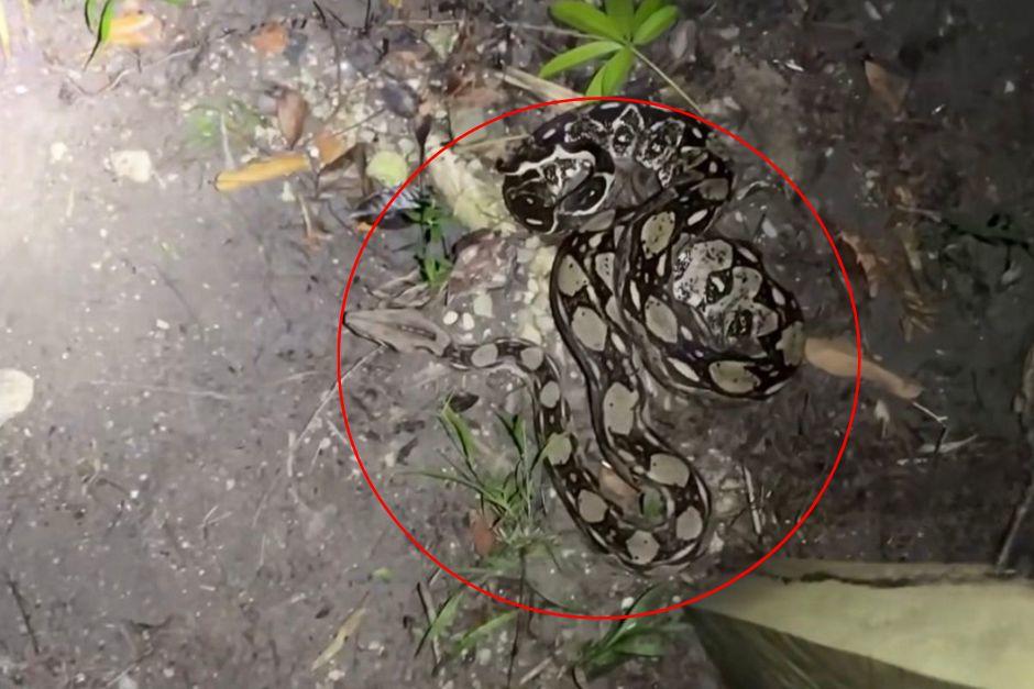 Una mazacuata de más de dos metros apareció frente a la puerta de un guarda parques en Petén. (Imagen: captura de pantalla) 